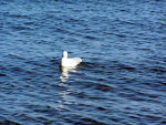 Seagull in Minnesota