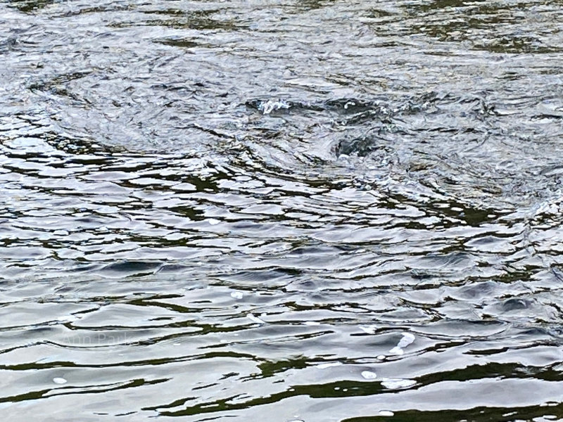 Swirling River