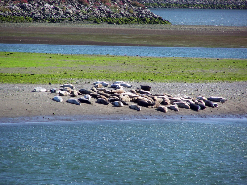Seals On The Beach in Oregon