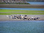 Seals On The Beach in Oregon