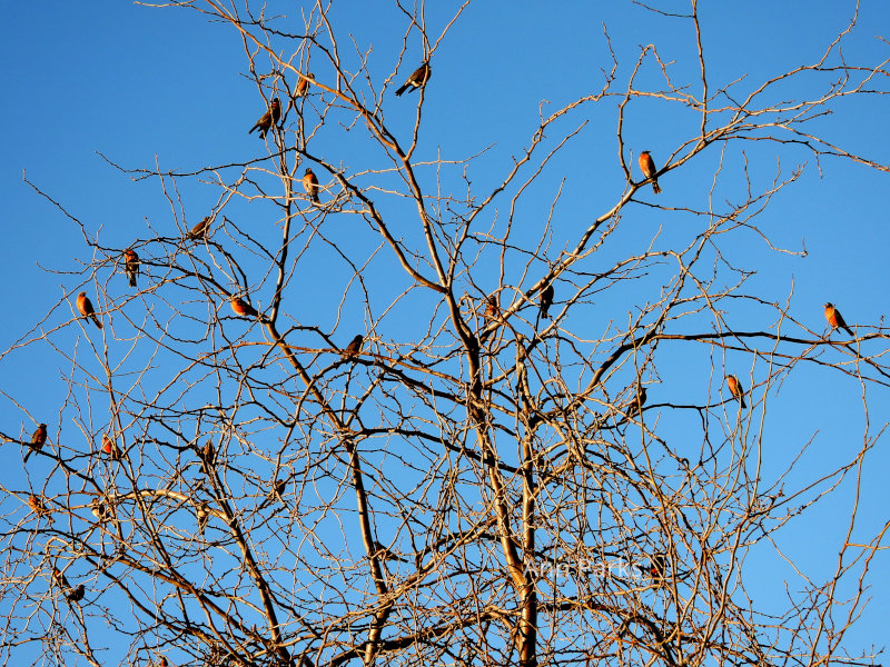 Robins in a bare tree