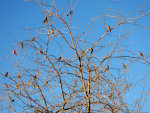 Robins in a bare tree