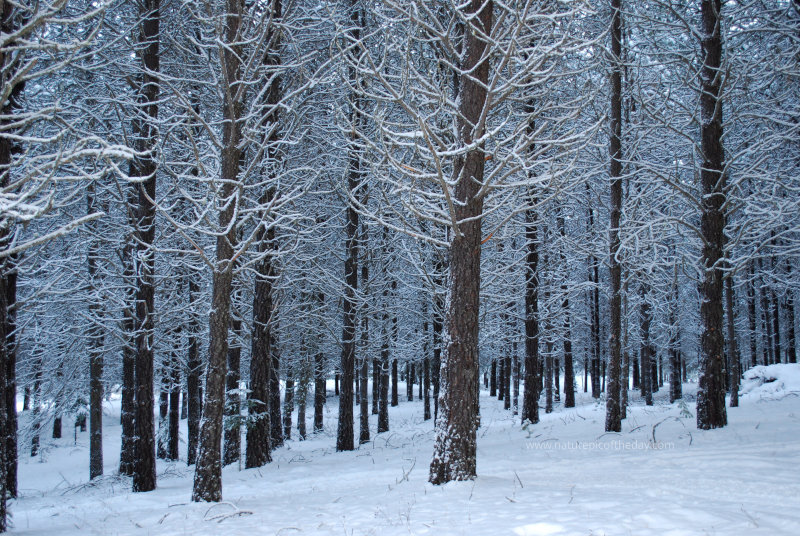 Trees in Montana