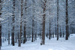 Trees in Montana