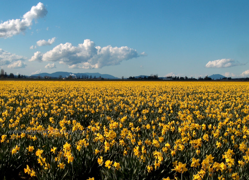 Skagit Valley Tulips