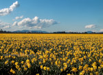 Skagit Valley Tulips