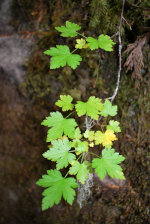 Vine Maple 