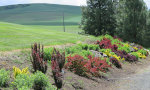 Bushes at the Arboretum