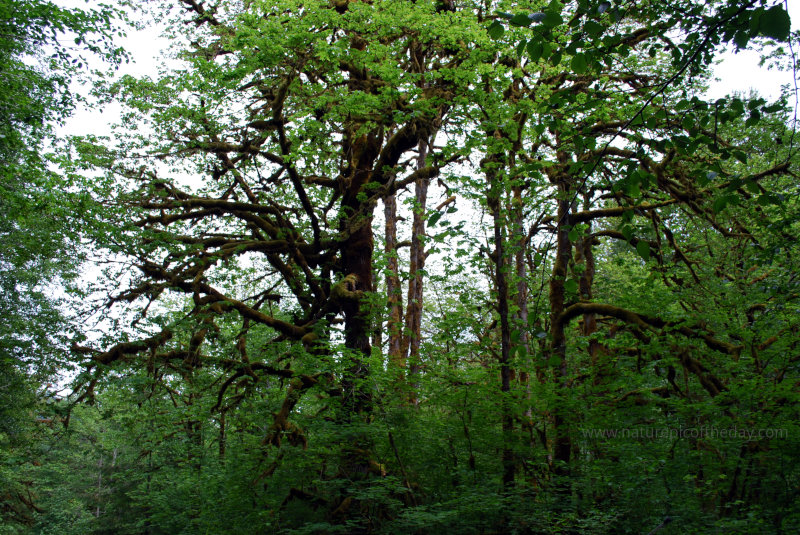 Green Washington