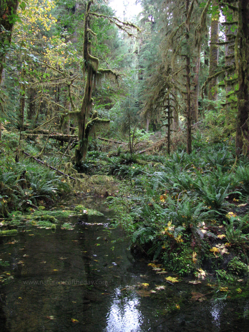 Creek in The Hoh Rainforest