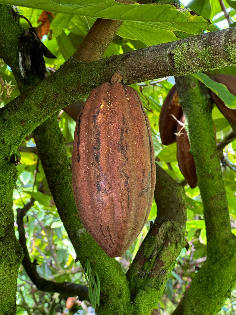 Cacao Pod in Hawaii