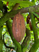Cacao Pod in Hawaii