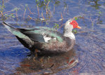 Muscovy Duck in Florida