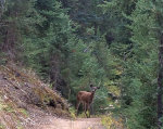 Female deer