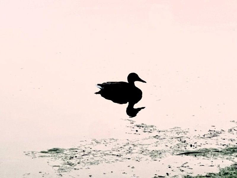 Duck in Minnesota