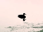 Duck in Minnesota