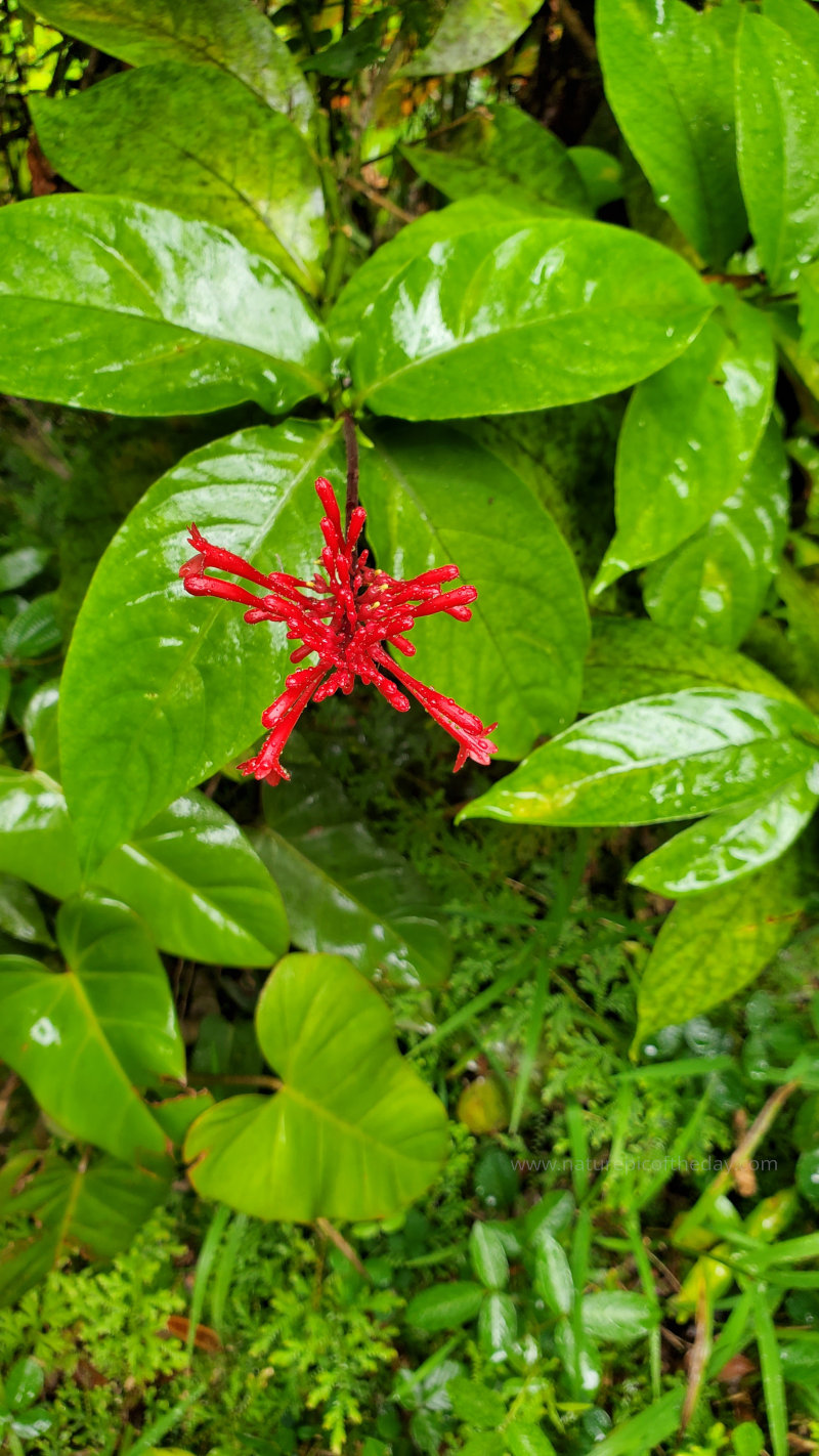 Flowers in Hawaii