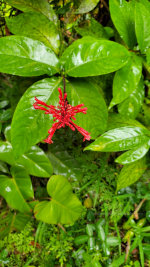 Flowers in Hawaii