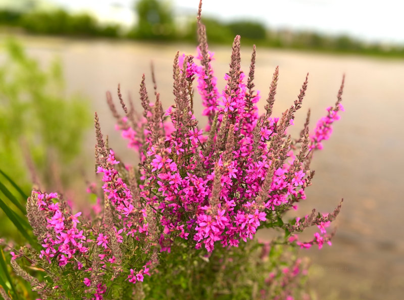 Flowers in Minnesota