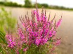 Flowers in Minnesota