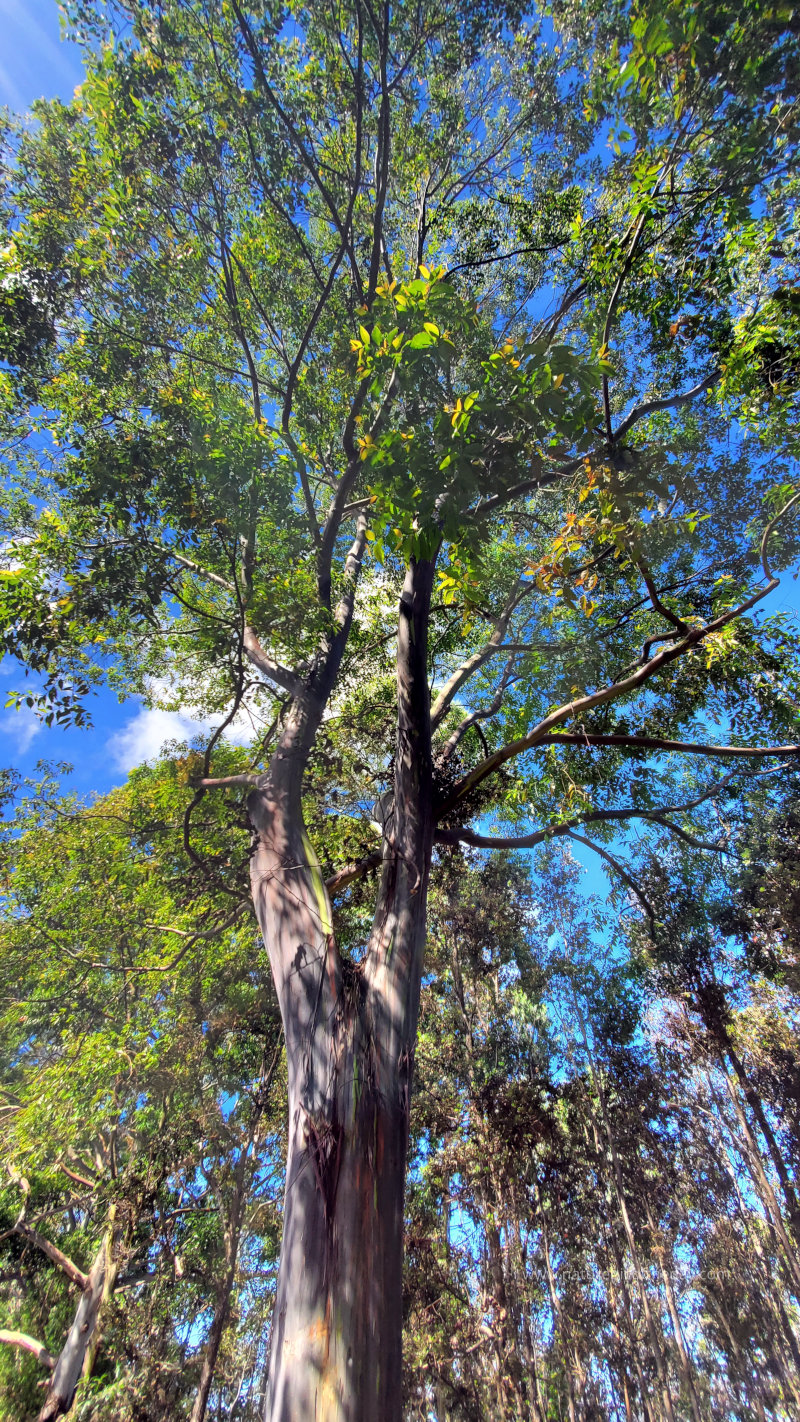 Rainbow Eucalyptus Tree