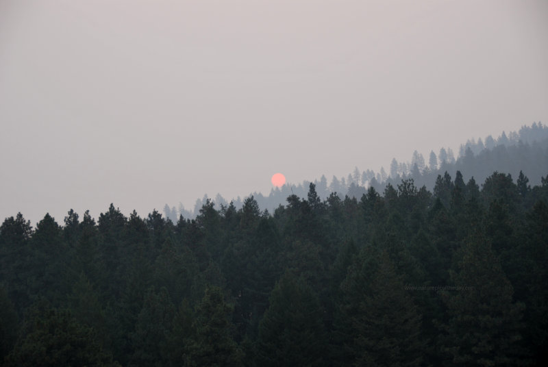 Sun through Smoke