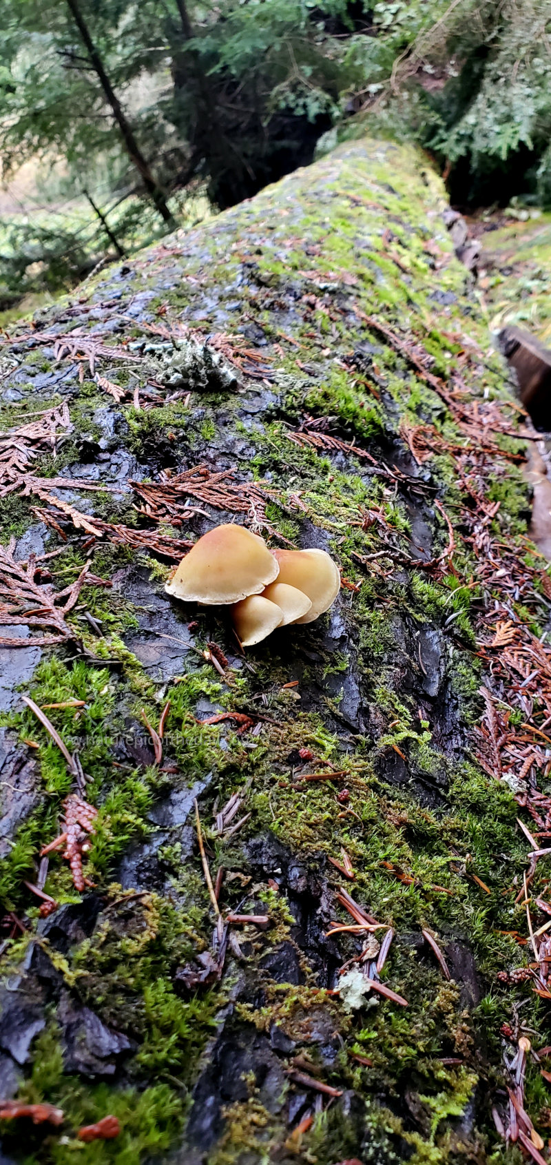 Fungi on a log