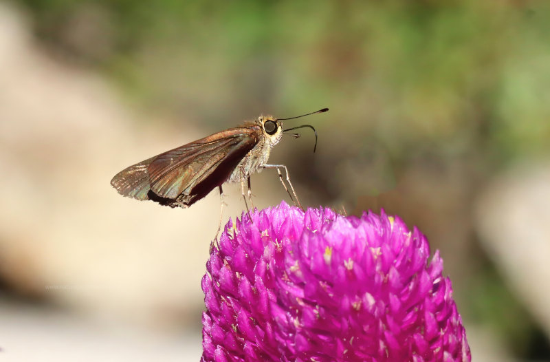 Butterfly at Leu Gardens, Orlando, Florida