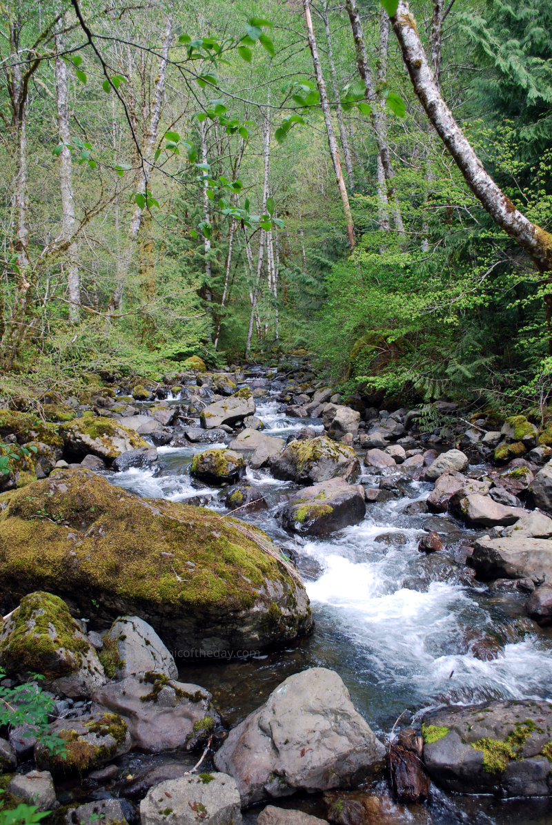 Creek in Washington