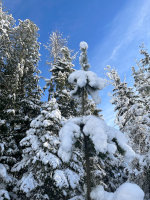 Thick Snow