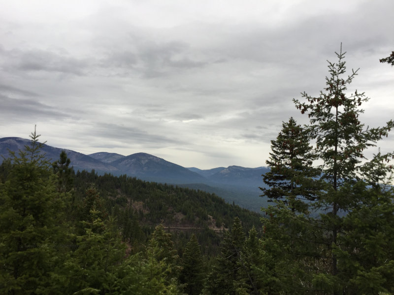 Montana Forest