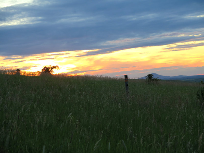 Sunset and rose bush