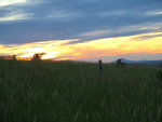 Sunset and rose bush