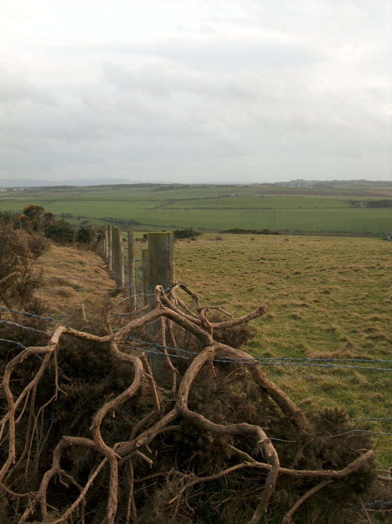 Irish Pasture