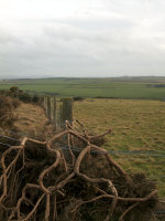 Irish Pasture