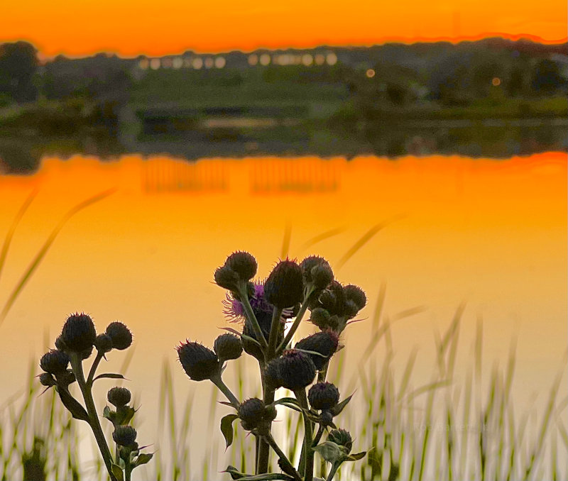 Minnesota