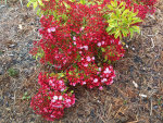 Ground Cover in Washington