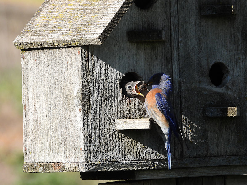 Mama bluebird feeding a baby.