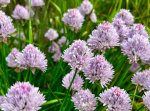 Purple Chives