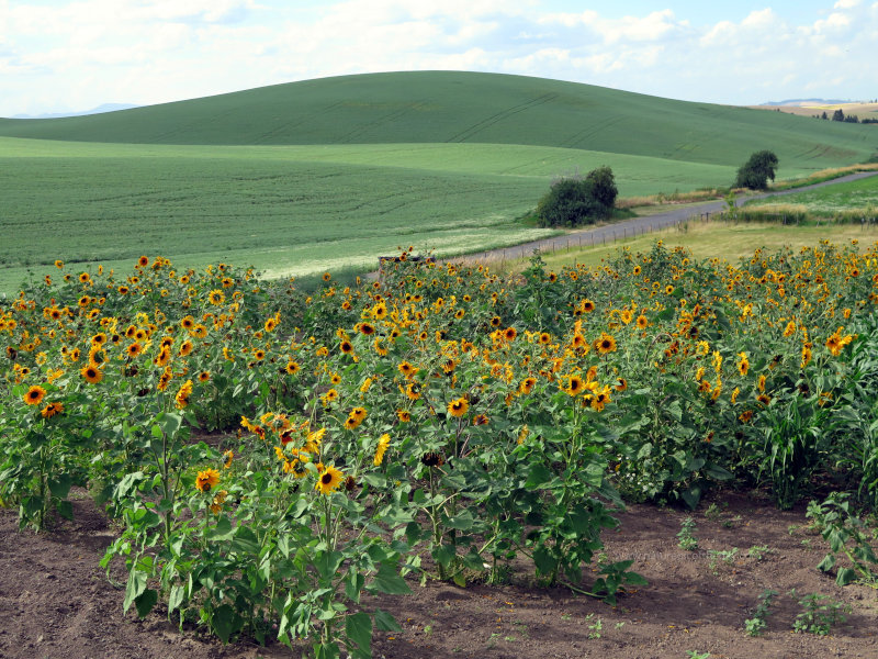 Sunflowers in Idaho