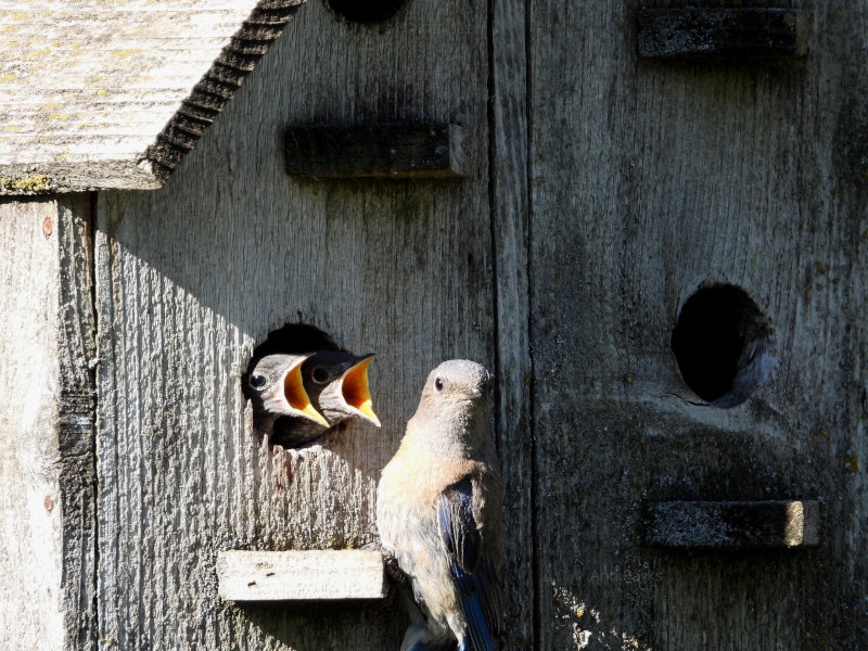 Bluebirds in Idaho