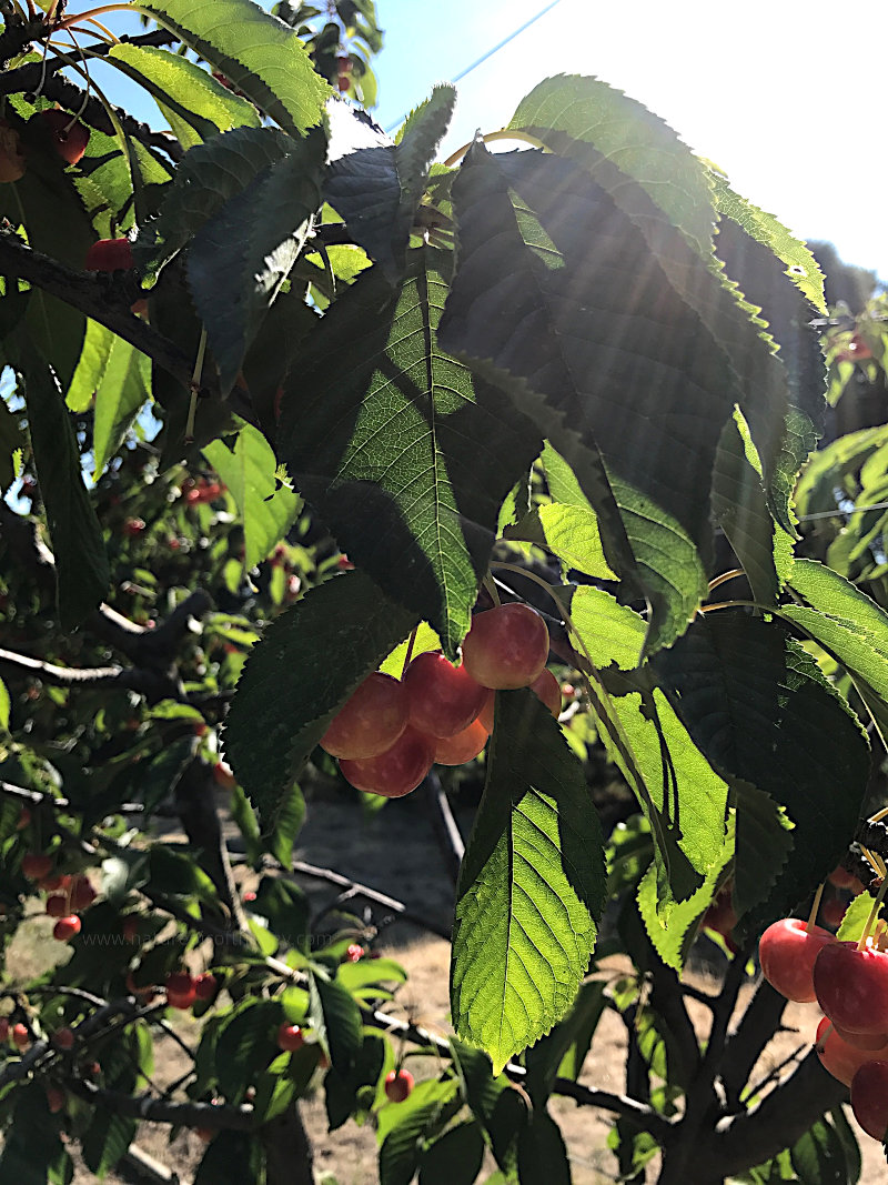 Rainier Cherries