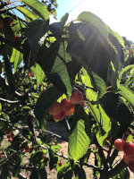 Rainier Cherries