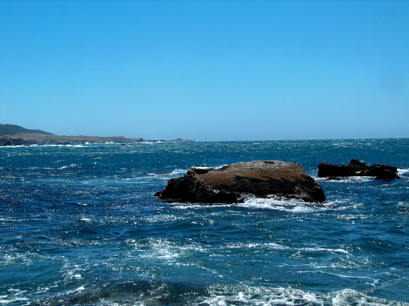 Sea Lion in California