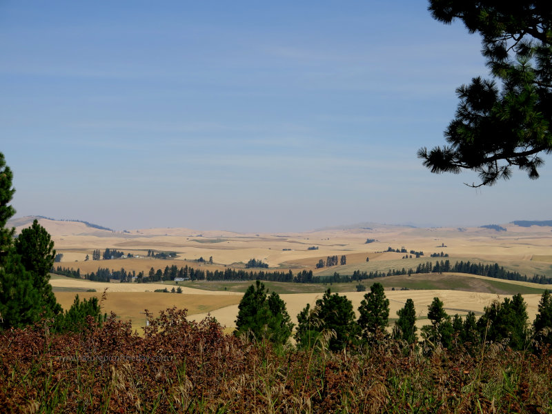 Wheat in Idaho