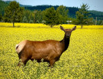 Elk in the Flathead Valley of Montana during Canola season