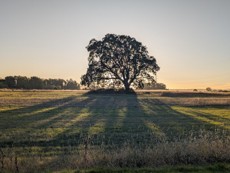 Oak Tree at Sunset