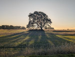 Oak Tree at Sunset