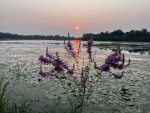 Flower, Sunset, Lake, Minnesota