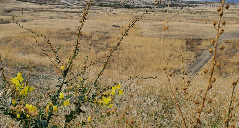 IN the deserts of the Evergreen State